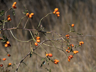 berries on a branch