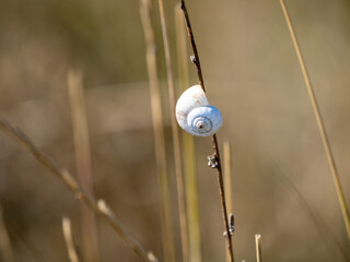 snail on a grass