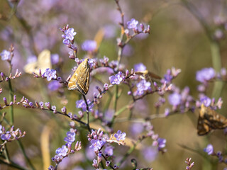 bee on lilac flowers