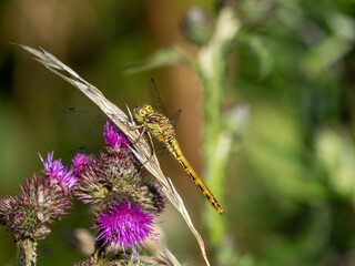 butterfly on a flower