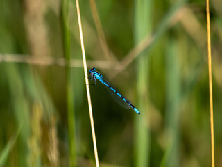 dragonfly on the grass