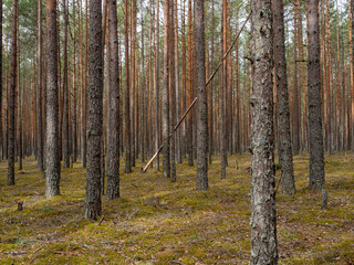 pine forest