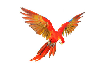Scarlet macaw parrot flying isolated on white background.