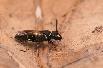 Closeup on a small black yellow maked bee, Hylaeus communis