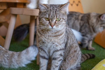 Stories of people who love cats