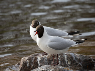 black headed gull