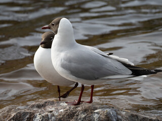 black headed gull