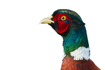head Common pheasant (Phasianus colchicus) Ring-necked pheasant isolated on white background close-up