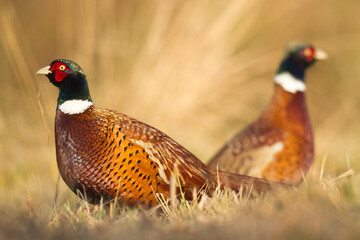 Common pheasant Phasianus colchicus Ring-necked pheasant in natural habitat, autumn time, meadow
