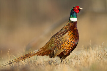 Common pheasant Phasianus colchicus Ring-necked pheasant in natural habitat, autumn time, meadow