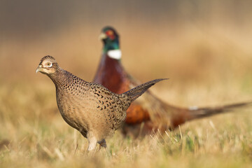 Common pheasant Phasianus colchicus Ring-necked pheasant in natural habitat, autumn time, meadow