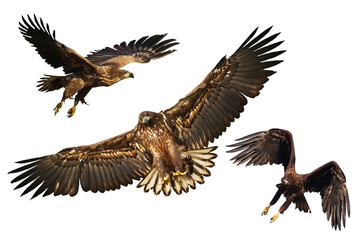 Fototapeta na wymiar Birds of prey White tailed eagle isolated on white background mix three flying birds