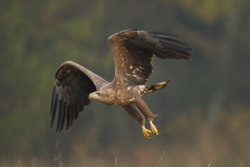 Majestic predator White-tailed eagle, Haliaeetus albicilla in Poland wild nature