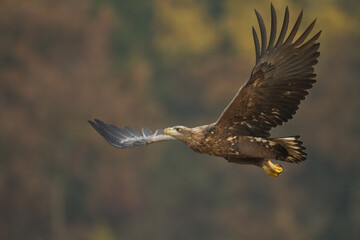 Majestic predator White-tailed eagle, Haliaeetus albicilla in Poland wild nature