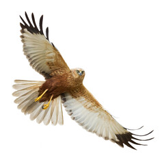 flying Bird of prey Marsh Harrier Circus aeruginosus isolated on white background