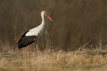 A white stork Ciconia ciconia walking among green meadow