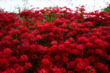 彼岸花