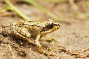 Closeup on small just metamorphosed froglet of hte Common European brown frog ,Rana temporaria