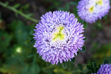 Blue aster in the garden in the flower bed. Beautiful natural background. Good quality