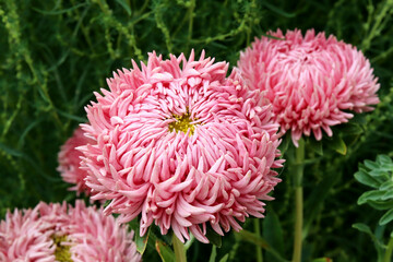Pink aster in the garden in the flower bed. Beautiful natural background