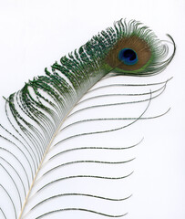 Peacock feather.