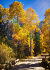 Beautiful Autumn Color in the Colorado Rocky Mountains. Sunbeams lighting aspen trees on Cottonwood Pass.