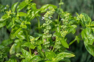 basilic