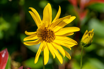 fleur de topinambour