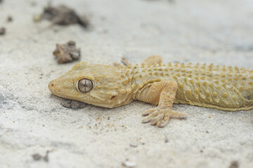 Closeup on a light colored adult European Common wall gecko, Tarentola mauritanica