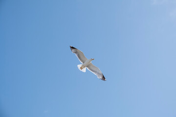 Fototapeta premium A lonely seagull flies over the blue sky. Seagull hunting fish over the sea.