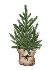 Evergreen pine tree in rustic pot with christmas lights,pine cone, firry. Watercolor illustration. Farmhouse Christmas tree isolated on the white background