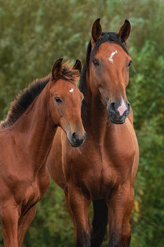 Portrait of two beautiful horses. Mare with a foal in summer.