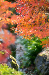 京都 秋の三室戸寺の美しい紅葉