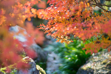 京都 秋の三室戸寺の美しい紅葉