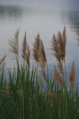 Tall blades of grass by the water