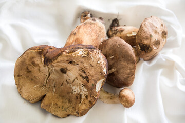 Funghi porcini