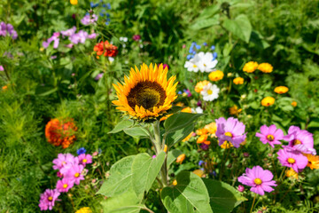 Bunter Mix aus blühenden Pflanzen am Wegesrand im Herbst