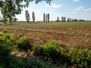 Obraz premium campagna in estate