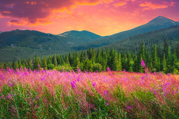 Colorful sunset alpine flower meadow, pine tree forest, mountain range hills, bright pink sky....