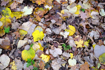 Close-up of colorful autumn leaves on the ground. Fall color background.