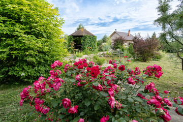 Summer in the country. Plants and flowers in the garden of a country house