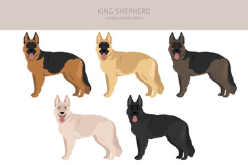 King Shepherd. Variety of German shepherd dog.  clipart. Different coat colors set.