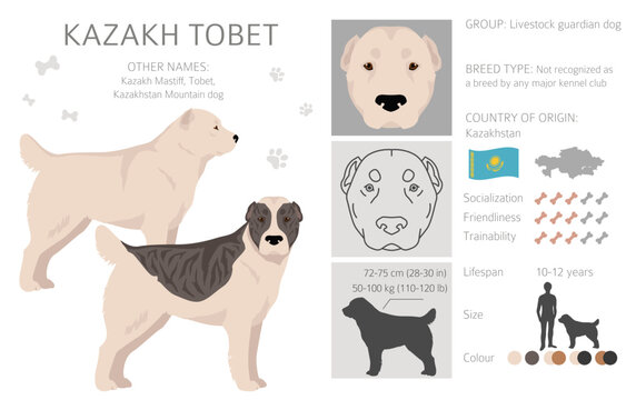Kazakh Tobet clipart. Different coat colors set