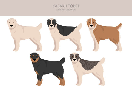 Kazakh Tobet clipart. Different coat colors set