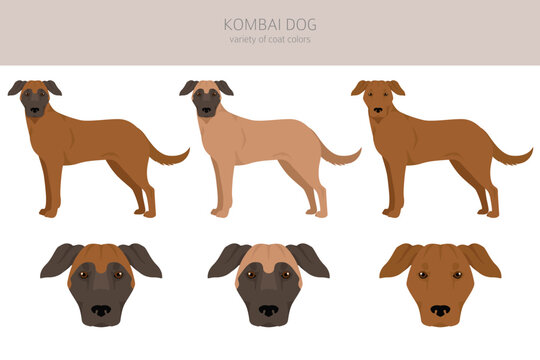 Kombai dog clipart. Different coat colors set
