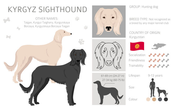 Kyrgyz sighthound clipart. Different coat colors set