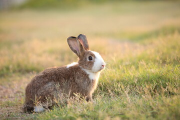 Fototapeta premium Rabbit in green field and farm way. Lovely and lively bunny in nature with happiness. Hare in the forest. Young cute bunny playing in the garden with grass and small flower in dreamy golden light.