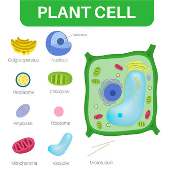 Plant cells are eukaryotic cells.