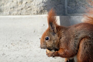 Nahaufnahme Eichhörnchen 