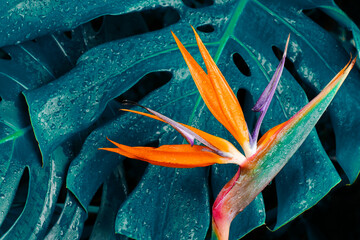 Tropical exotic flower, Closeup of Bird of Paradise or strelitzia reginae blooming on blue leaf...